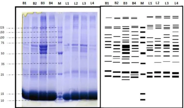 Gambar 2.  a) Separasi Profil Protein Pada Sampel Eritrosit Kerbau Dari Populasi Wilayah  Bangkalan (Sampel B1-B4) Serta Lumajang (Sampel L1-L4) 