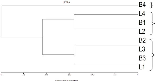 Gambar  3.  Dendogram  Hubungan  Kekerabatan  Kerbau  dari  Populasi  Bangkalan  (B1-B4)  dan Populasi Lumajang (L1-L4) Berdasarkan Protein Spesifik Darah 