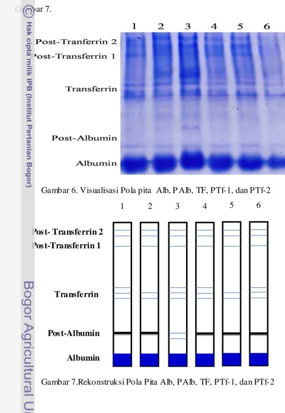 Gambar 6. Visualisasi Pola pita  Alb, P Alb, TF, PTf-1, dan PTf-2 