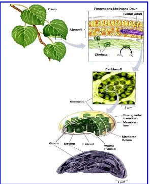 Gambar 1  Pusat Lokasi Fotosintesis pada Tumbuhan.Sumber : Campbell dan Reece, 2002 : 178