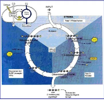 Gambar 4.  Diagram Siklus CalvinSumber : Campbell dan Reece, 2002 :190