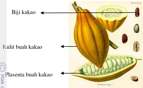 Gambar 1 Gambar buah dan biji kakao (Mulato et al. 2010) 