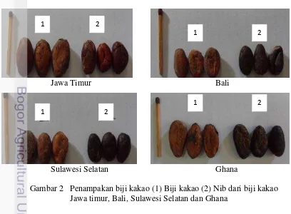 Gambar 2 Penampakan biji kakao (1) Biji kakao (2) Nib dari biji kakao 