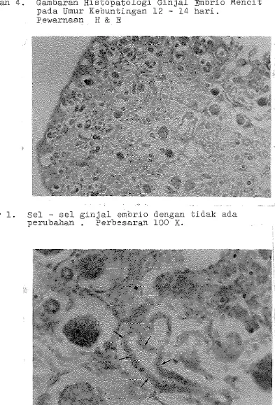 Gambaran Histopatologi Ginjal Embrio Mencit 