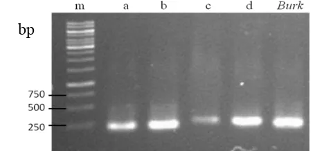 Fig.  5 PCR amplification of 16S rRNA gene from oil palm roots after 3months. 