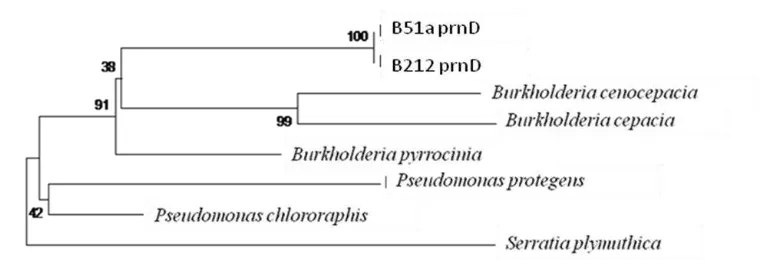 Fig.  9 Phylogenetic tree of PrnD gene from B212 and B51a. 