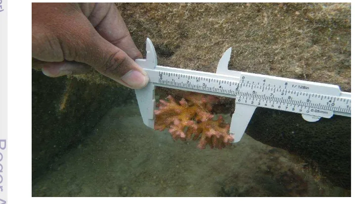 Gambar 3 Contoh rekrutmen karang Pocillopora pada terumbu buatan 