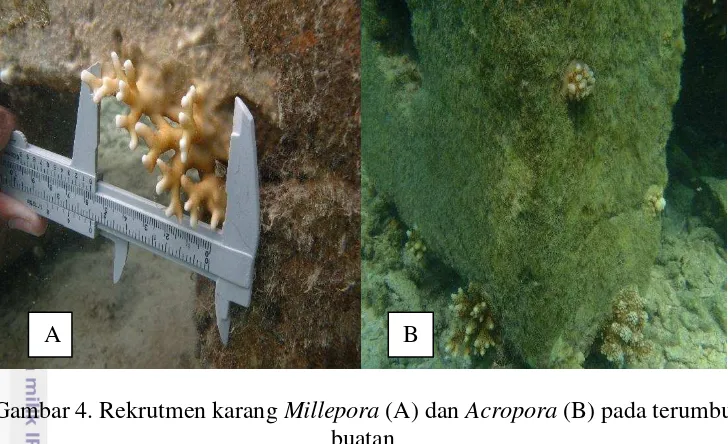 Gambar 4. Rekrutmen karang Millepora (A) dan Acropora (B) pada terumbu 