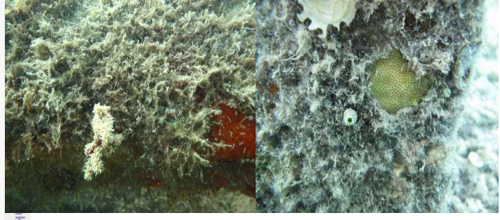 Gambar 6. Kompetisi antara karang rekrutmen dengan alga 