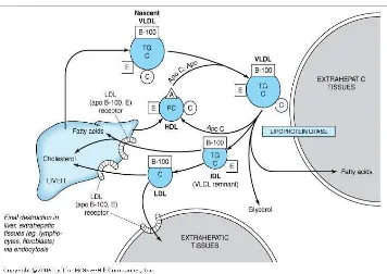 Gambar 2.2. Metabolisme LDL (Sumber : Murray et al., 2006). 