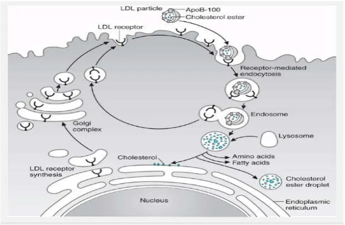 Gambar 2.3. Skema ilustrasi uptake LDL oleh LDLR (Sumber : Lieberman et al.,2007). 