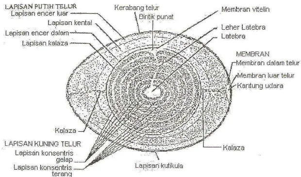 Gambar 1.  Gambar 1. Struktur telur menurut Romanoff dan Romanoff (1963) 