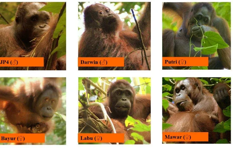 Gambar 4.1 Individu orangutan 