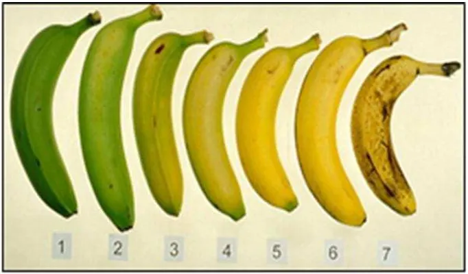 Gambar 2. Stadium buah pisang ‘Cavendish’ 