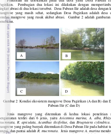 Gambar 2  Kondisi ekosistem mangrove Desa Pagirikan (A dan B) dan Desa 
