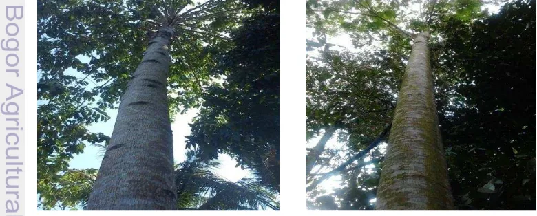 Gambar 1 Penampilan pohon jabon (kiri) dan pohon sengon (kanan) 