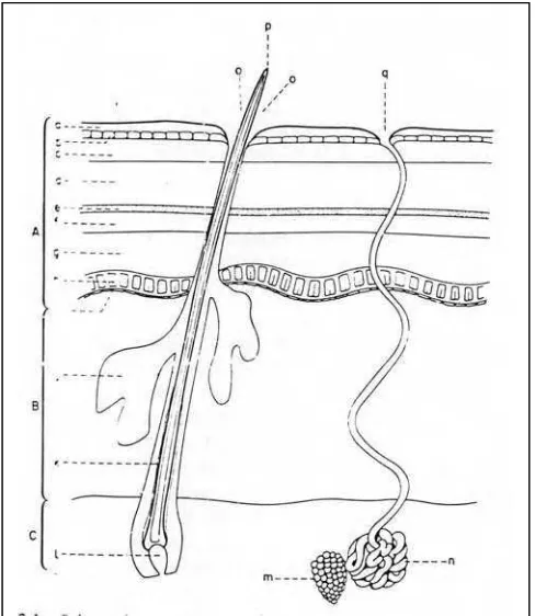 Gambar 12. Struktur jaringan kulit manusia (Poucher, 1996) 