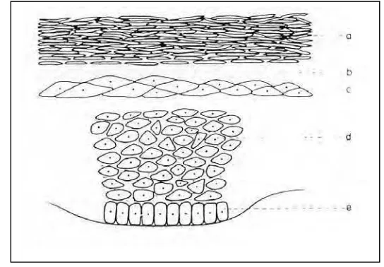 Gambar 3. Struktur Epidermis 