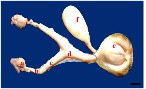 Gambar 1 Organ urogenitalia luwak betina terdiri atas (a) ovarium, (b) tuba uterina, (c) kornua uterus, (d) korpus uterus, (e) vulva, dan (f) vesika urinaria