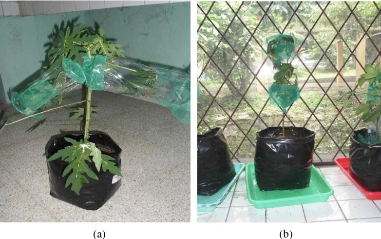 Gambar 4. Perlakuan tanaman pepaya (a), perlakuan tanaman rosela (b). Variabel pengamatan yang diamati di dalam penelitian ini adalah: (1) lama fase  