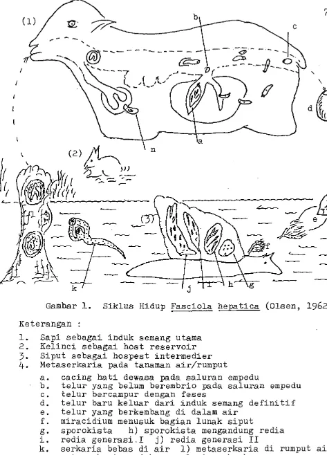 Gambar 1. Siklus Hidup Fasciola hepatica (Olsen, 1962) 