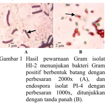 Gambar 1 Hasil pewarnaan Gram isolat  