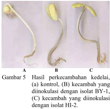 Gambar 5  Hasil perkecambahan kedelai, 