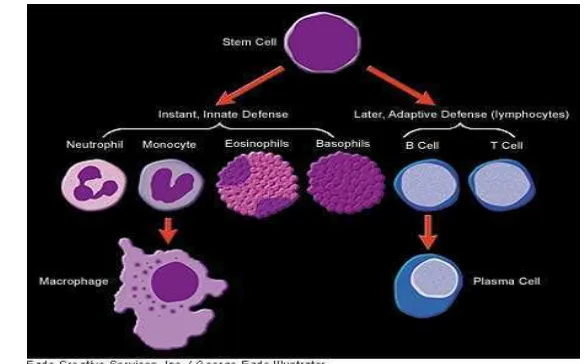 Gambar 3. Sel B menjadi sel plasma penghasil antibodi 
