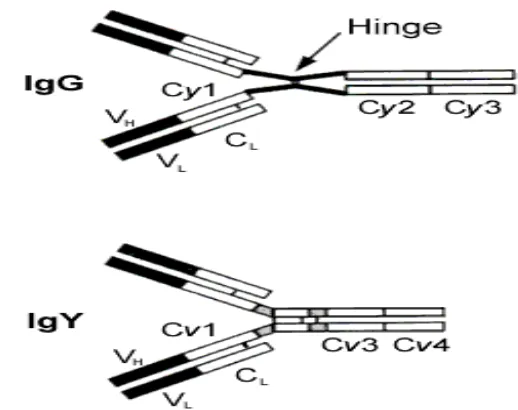 Gambar 4. Hinge region yang menghubungkan C�1 dan C�2 pada IgG 