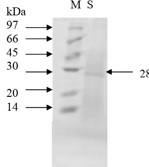 Gambar 8. Berat molekul antigen ekskretori/sekretori L 3 A. galli M=marker, S= sampel 