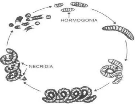 Gambar 3. Siklus Reproduksi Spirulina sp. Sumber: Hongmei Gong et al., (2008) 