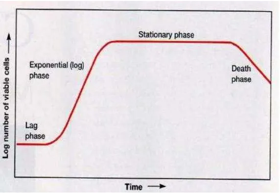 Gambar 4. Grafik Fase Pertumbuhan Mikroalga  Sumber: Brock and Madigan (1991) 