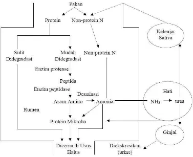 Gambar 2.  Proses metabolisme protein dalam rumen ternak ruminansia 