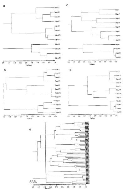 Figure 2. Dendrogram analysis of progenitor and progeny ofTasikmalayan mangosteens with E-RAPD markers