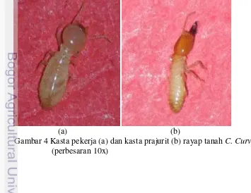 Gambar 4 Kasta pekerja (a) dan kasta prajurit (b) rayap tanah C. Curvignatus 