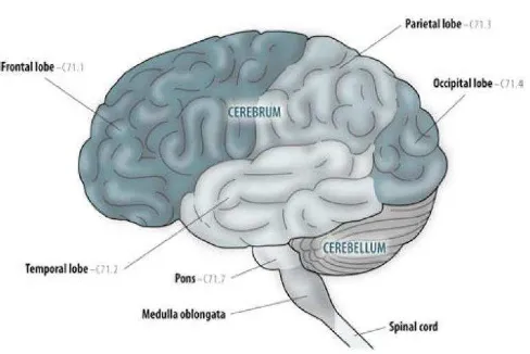 Gambar 3. Bagian-bagian Otak (Sumber: Centers for Disease Control and 
