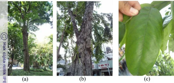 Gambar 2 Ciri-ciri pohon angsana yaitu tajuk menyebar (a), kulit batang  terkelupas (b) dan bentuk daun yang bulat (c) 