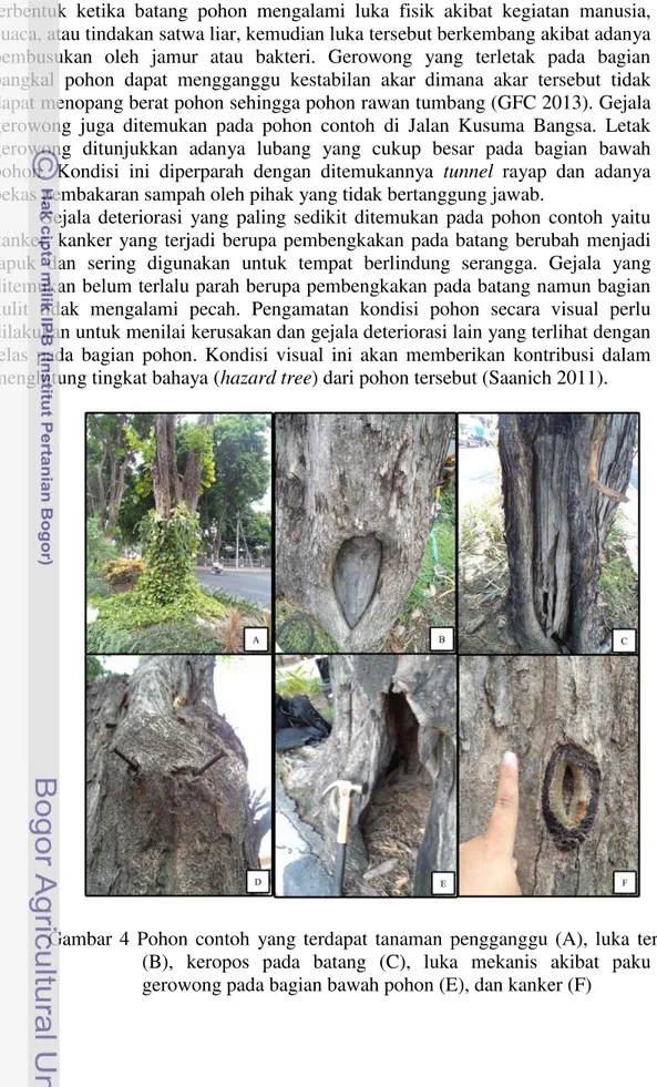 Gambar  4  Pohon  contoh  yang  terdapat  tanaman  pengganggu  (A),  luka  terbuka  (B),  keropos  pada  batang  (C),  luka  mekanis  akibat  paku  (D),  gerowong pada bagian bawah pohon (E), dan kanker (F)  