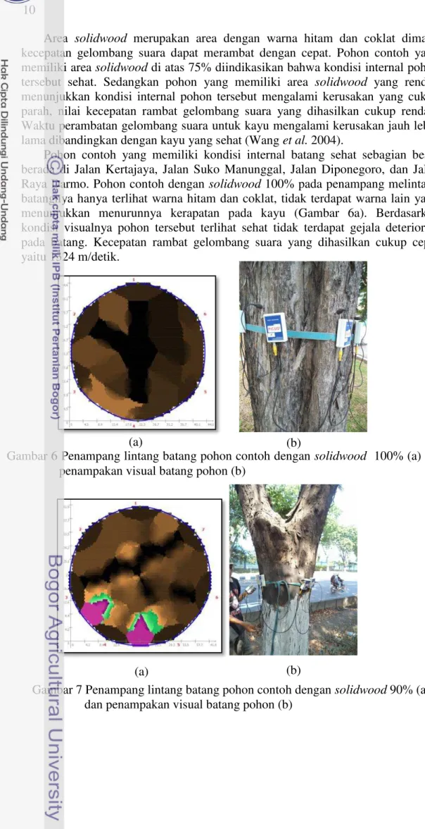 Gambar 6 Penampang lintang batang pohon contoh dengan solidwood  100% (a) dan  penampakan visual batang pohon (b) 