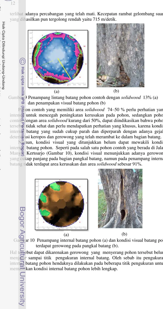 Gambar 9 Penampang lintang batang pohon contoh dengan solidwood  13% (a)  dan penampakan visual batang pohon (b) 
