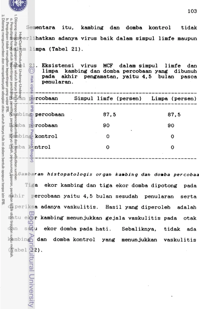Tabel 21. Eksistensi  virus  MCF  dalam simpul  limfe  dan 