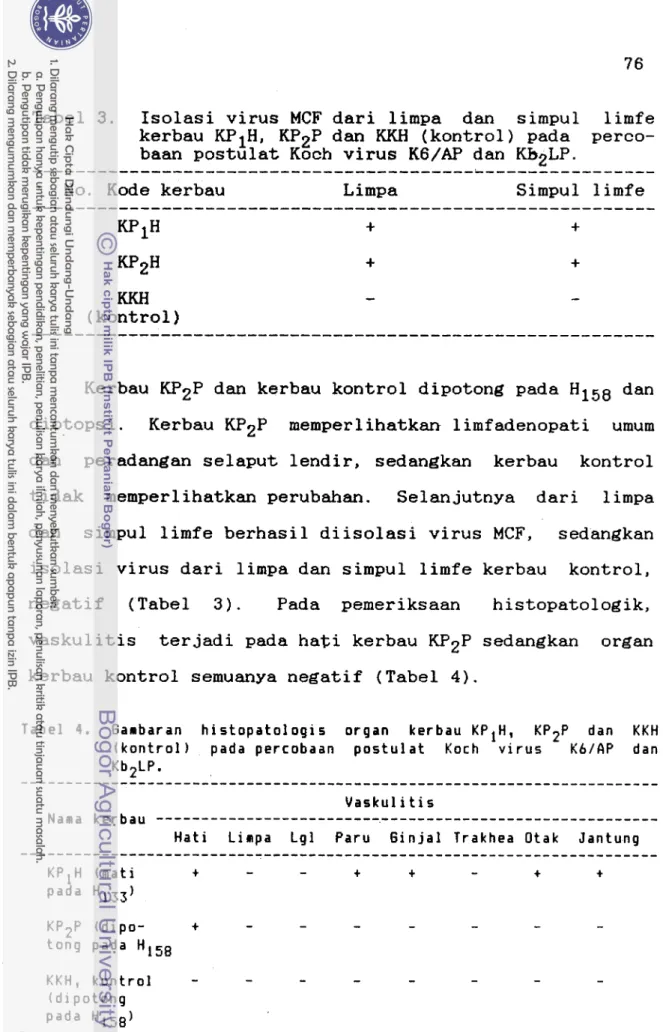 Tabel  3.  Isolasi virus  MCF  dari limpa  dan  simpul  limfe 