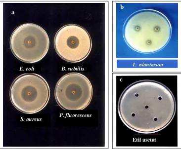 Gambar 6 :   Zona hambat ekstrak etil asetat biji atung pada berbagai bakteri uji                       ( jumlah ekstrak per sumur 64,1 mg)