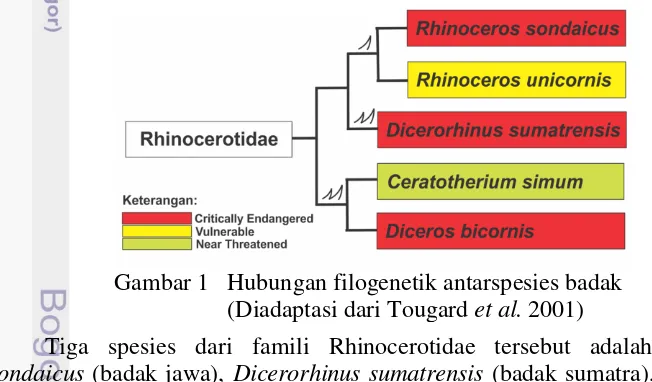 Gambar 1   Hubungan filogenetik antarspesies badak 