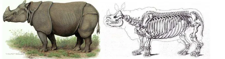 Gambar 3  Morfologi dan skeleton tubuh genus Rhinoceros  