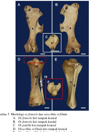 Gambar 5  Morfologi os femoris dan ossa tibia et fibula 