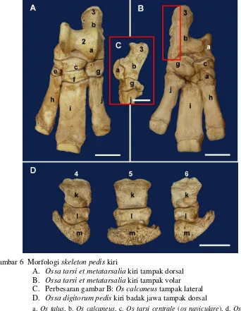 Gambar 6  Morfologi skeleton pedis kiri  