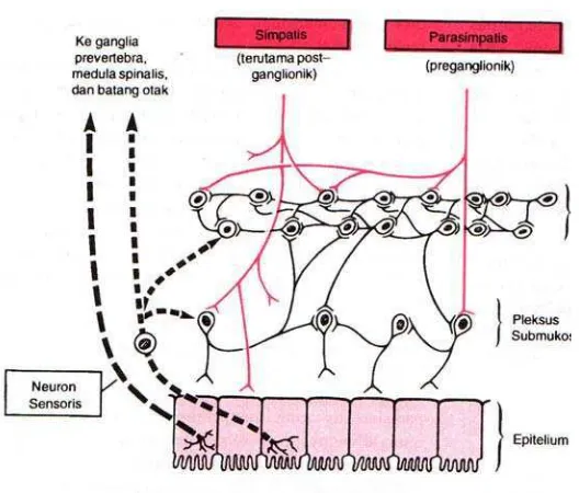 Gambar.3  Pengaturan persarafan dinding usus, menunjukkan (1) pleksus 