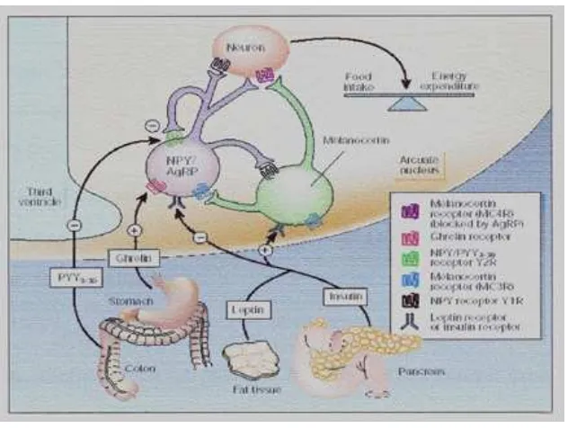 Gambar 4 . Pengaturan homeostasis energi oleh neuron-neuron di ARC (5). Terdapat 2 populasi neuron yaitu AgRP/NPY dan POMC/CART yang dipengaruhi oleh hormon dalam sirkulasi