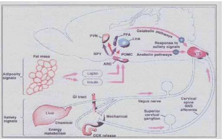 Gambar 3. Sinyal kenyang dari hati, saluran cerna dan peptida seperti CCK ditransmisikan melalui n.vagus dan serat simpatis ke nukleus traktus solitarius (NTS)